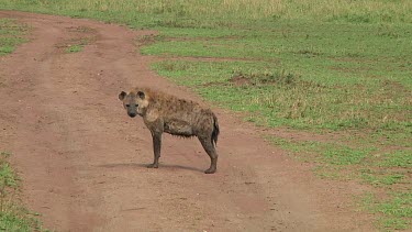 Spotted hyena in Serengeti NP, Tanzania