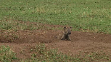 Spotted hyena in Serengeti NP, Tanzania