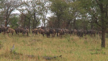 Wildebeest migration in Serengeti NP, Tanzania