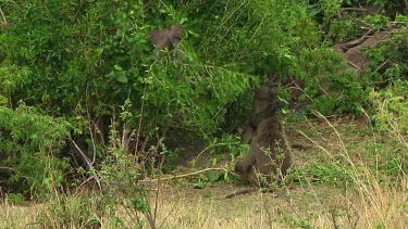 Olive baboon in the grass in Serengeti NP, Tanzania