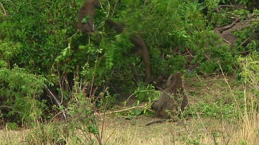 Olive baboon in the grass in Serengeti NP, Tanzania