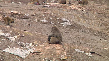 Olive baboon sitting on a kopje in Serengeti NP, Tanzania