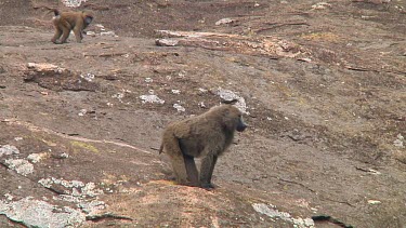 Olive baboon sitting on a kopje in Serengeti NP, Tanzania