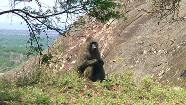 Olive baboon in the grass in Serengeti NP, Tanzania