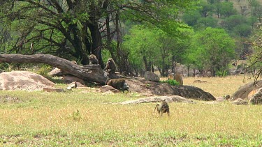 Olive baboon in Serengeti NP, Tanzania