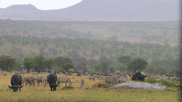 Cape buffalo grazing in the rain in Serengeti NP, Tanzania