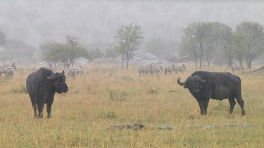 Cape buffalo grazing in the rain in Serengeti NP, Tanzania