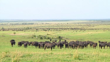 Cape buffalo in Serengeti NP, Tanzania
