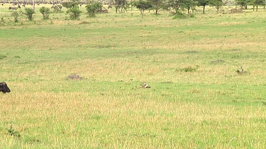 Cape buffalo in Serengeti NP, Tanzania