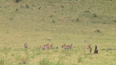 Eland in Serengeti NP, Tanzania