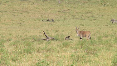 Eland in Serengeti NP, Tanzania