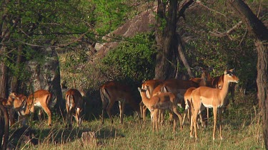 Impala in Serengeti NP, Tanzania