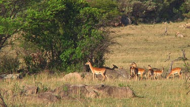 Impala in Serengeti NP, Tanzania