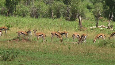 Thomson's gazelle in Serengeti NP, Tanzania