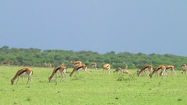 Thomson's gazelle in Serengeti NP, Tanzania