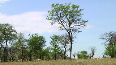 Thomson's gazelle in Serengeti NP, Tanzania