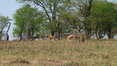 Thomson's gazelle in Serengeti NP, Tanzania