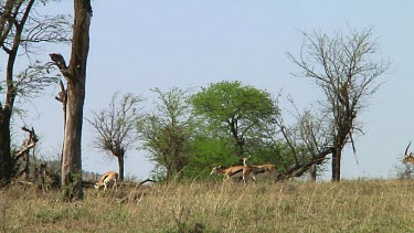 Thomson's gazelle in Serengeti NP, Tanzania