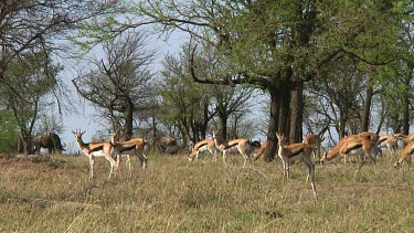 Thomson's gazelle in Serengeti NP, Tanzania