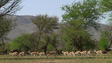 Thomson's gazelle in Serengeti NP, Tanzania