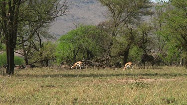 Thomson's gazelle in Serengeti NP, Tanzania