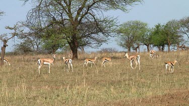 Thomson's gazelle in Serengeti NP, Tanzania