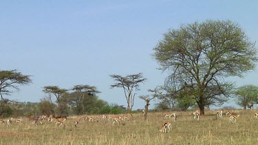 Thomson's gazelle in Serengeti NP, Tanzania