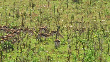 Thomson's gazelle in Serengeti NP, Tanzania