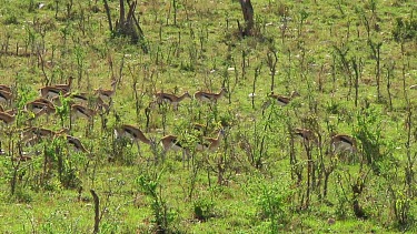 Thomson's gazelle in Serengeti NP, Tanzania