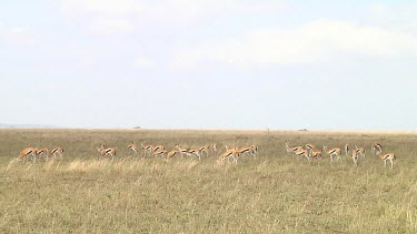 Thomson's gazelle in Serengeti NP, Tanzania