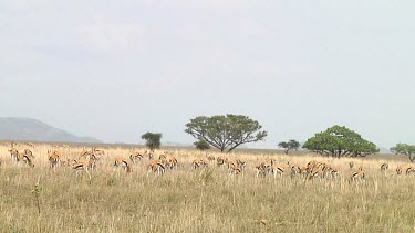 Thomson's gazelle in Serengeti NP, Tanzania