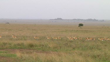 Thomson's gazelle in Serengeti NP, Tanzania