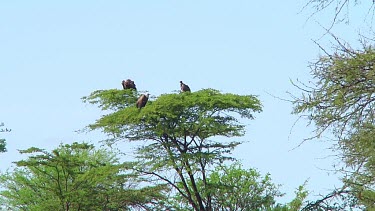 Vultures in Serengeti NP, Tanzania