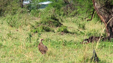 Vultures in Serengeti NP, Tanzania