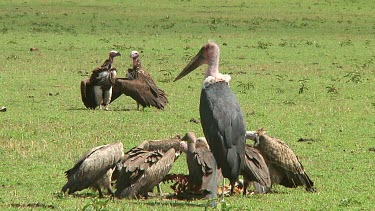 Vultures in Serengeti NP, Tanzania