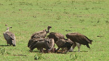 Vultures in Serengeti NP, Tanzania