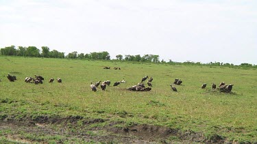 Vultures in Serengeti NP, Tanzania