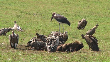 Vultures in Serengeti NP, Tanzania