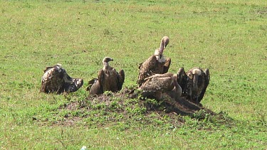 Vultures in Serengeti NP, Tanzania