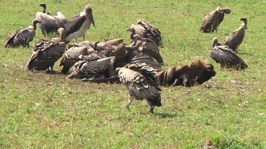 Vultures in Serengeti NP, Tanzania