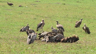 Vultures in Serengeti NP, Tanzania