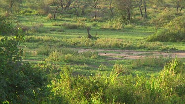 Hippopotamus in Serengeti NP, Tanzania