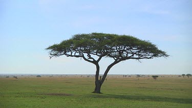 Acacia tree in Serengeti NP, Tanzania
