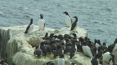 Colony of guillemots sitting on the rocks