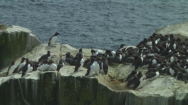 Colony of guillemots sitting on the rocks