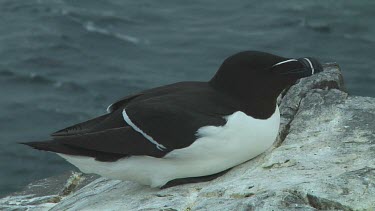 Razorbill sitting on the rocks