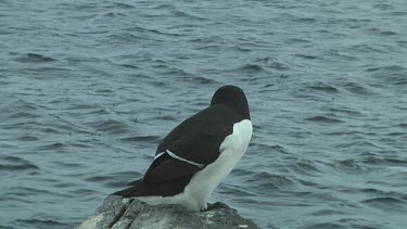 Razorbill sitting on the rocks