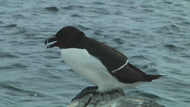 Razorbill sitting on the rocks