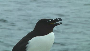 Razorbill sitting on the rocks