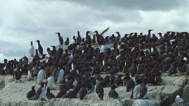 Colony of guillemots sitting on the rocks